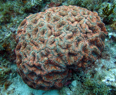 bonaire flower coral